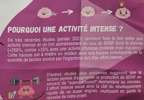 Pourquoi une activité intense ? De très récentes études (janvier 2023) semblent faire le lien entre une activité intense et un fort accroissement du taux de BDNF 
					dans le plasma (+250%, contre 15% avec une activité physique modérée mais régulière). Cette hausse est à mettre en relation avec une hausse conséquente de la quantité de lactate produit par l'organisme lors d'un effort intense. 
					D'autres études plus anciennes suggèrent que le lactate permet d'augmenter la production de BDNG en servant de 'supercarburant' momentané au cerveau. L'effort intense serait ainsi la clef du développement rapide de ce super engrais, 
					expliquant en partie la réussite de notre projet